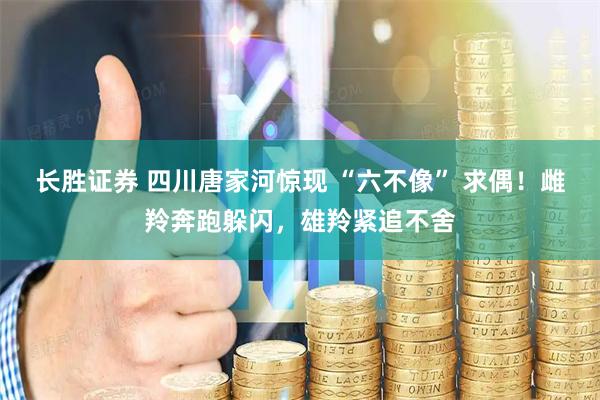 长胜证券 四川唐家河惊现 “六不像” 求偶！雌羚奔跑躲闪，雄羚紧追不舍
